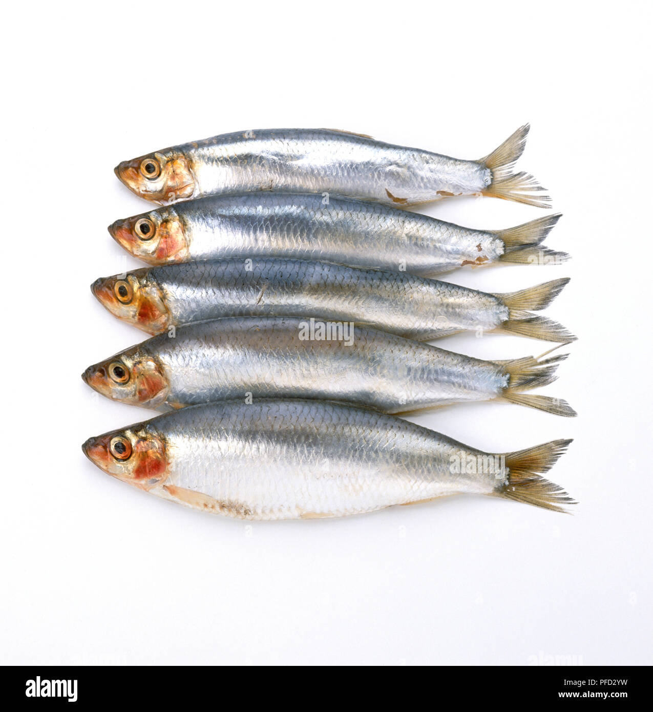 5 sardine Foto Stock
