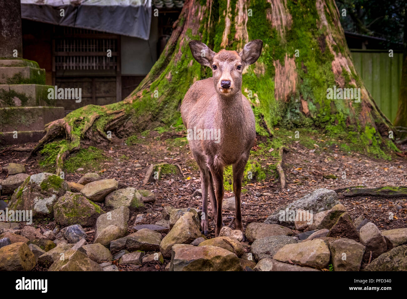 Cervi in Kasuga Taisha, Nara, Kansai, Giappone Foto Stock