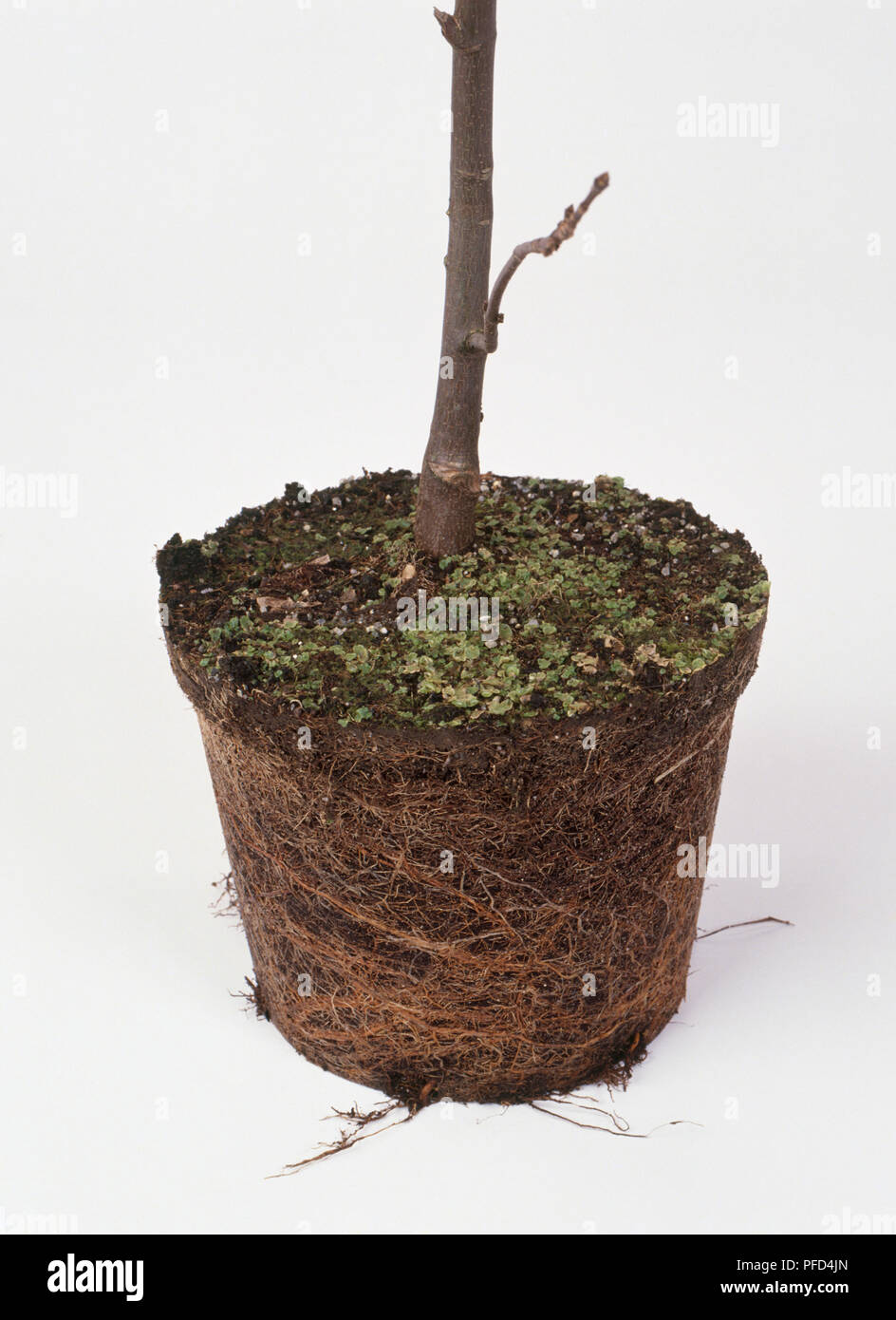 Potenziometro albero cresciuto, mostrando sistema denso di radici, close-up Foto Stock