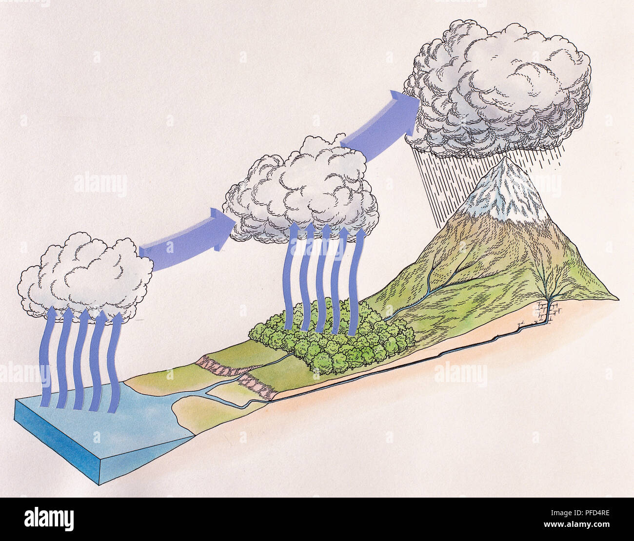 Diagramma che mostra il ciclo dell'acqua di pioggia e neve; evaporando acqua di mare formando il cloud, alberi rilasciando vapore nel clou, gocce d'acqua cadono dalla nube su scambiatore di calore ad elevata massa, acqua piovana si unisce a fiumi e torrenti e rifluisce verso il basso al mare. Foto Stock