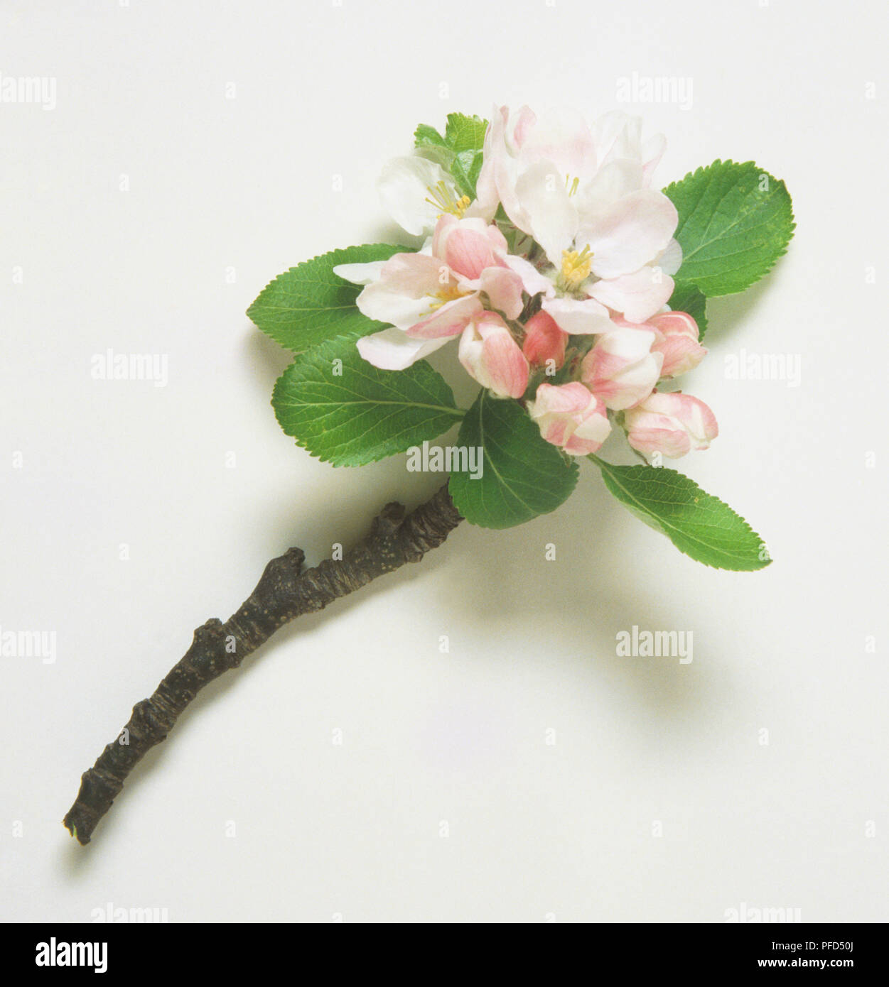 Fiore di melo Foto Stock