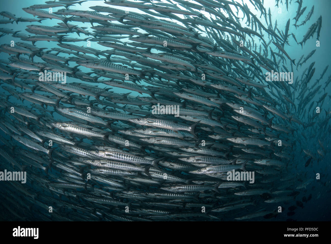 Scuola di chevron barracuda a 'Barracuda Point a Sipadan Island, Sabah Malaysian Borneo Foto Stock