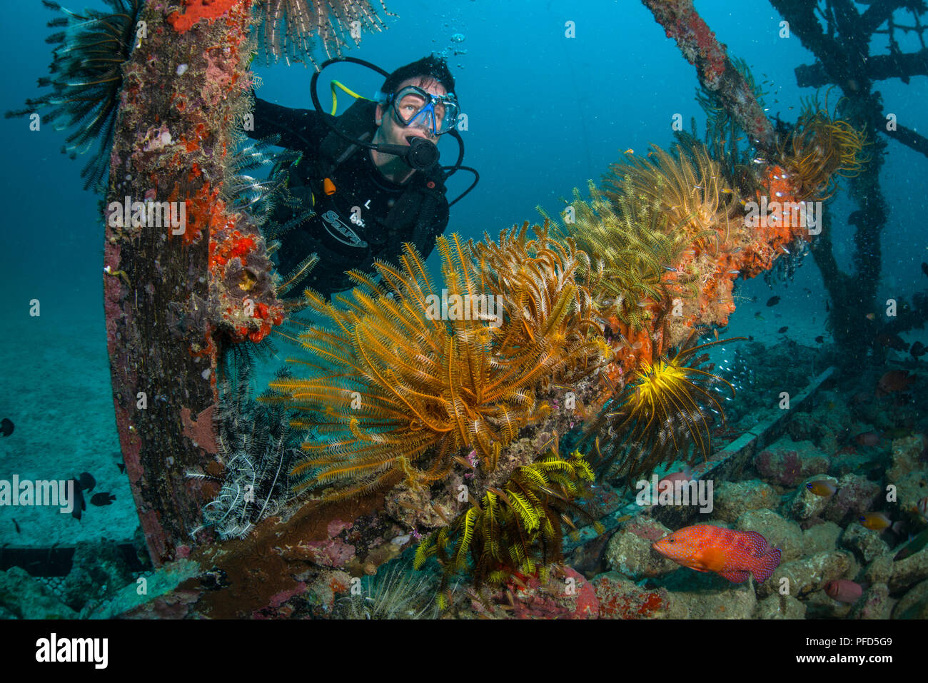 Turista subacqueo cercando all'interno di un reef artificiale, con colorati stelle piuma nella parte anteriore e una cernia corallina di seguito. Kapalai, Sabah Malaysian Borneo Foto Stock