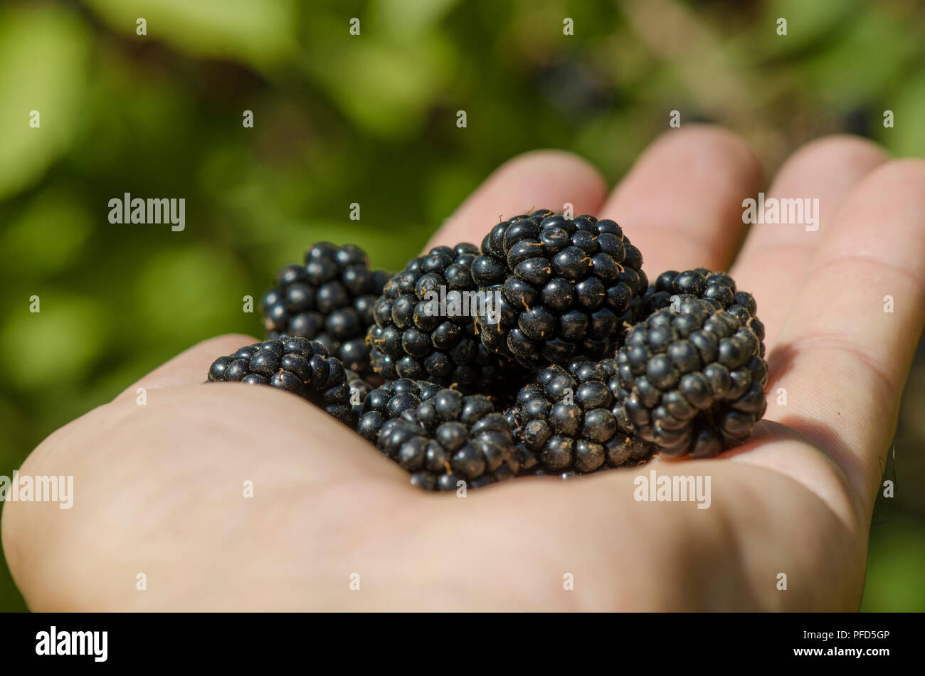 Raccolto more selvatiche in mano, Rubus fruticosus, more, Spagna. Foto Stock
