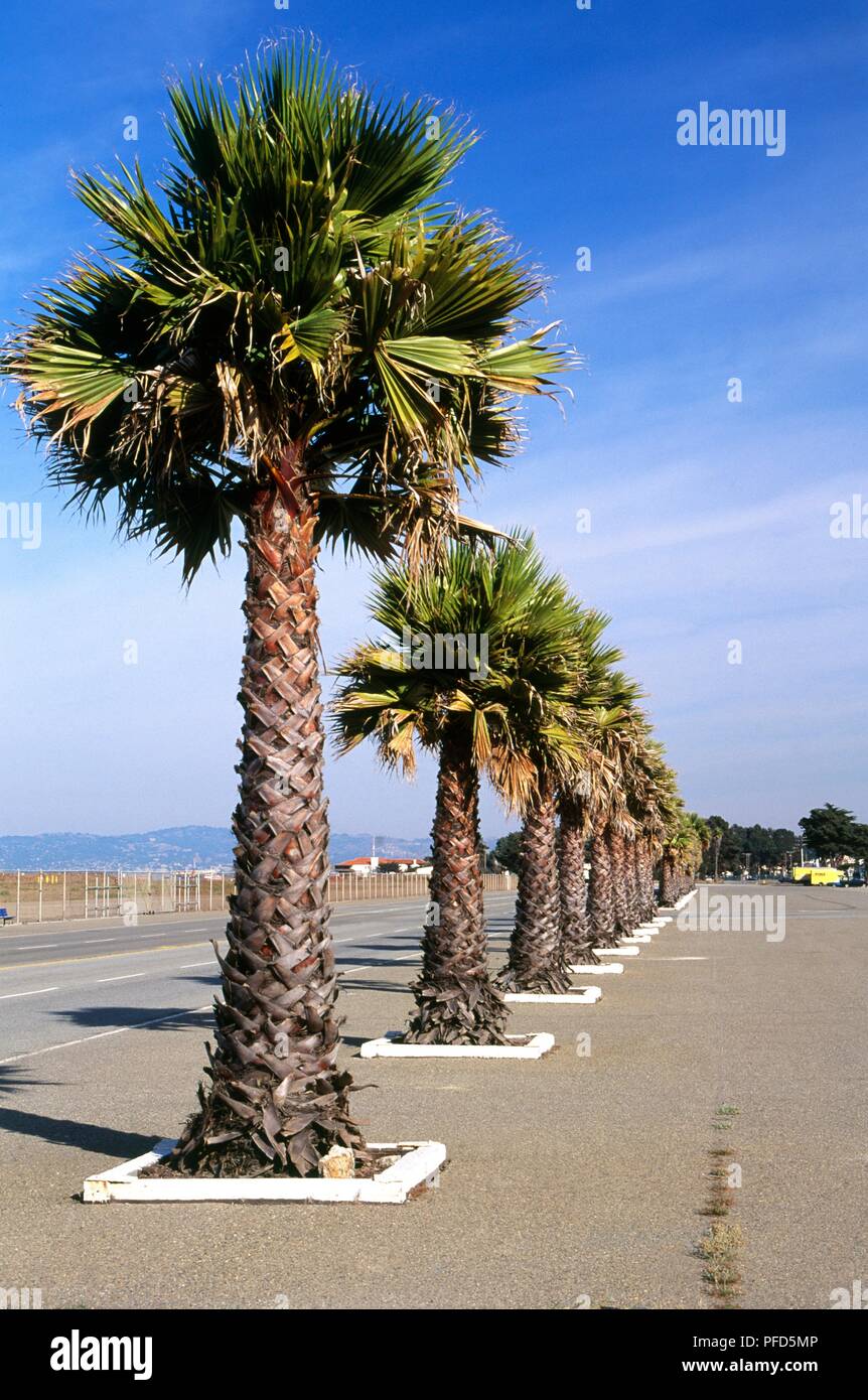 Stati Uniti, California, San Francisco, il Presidio, palme fodera Marine Drive Foto Stock