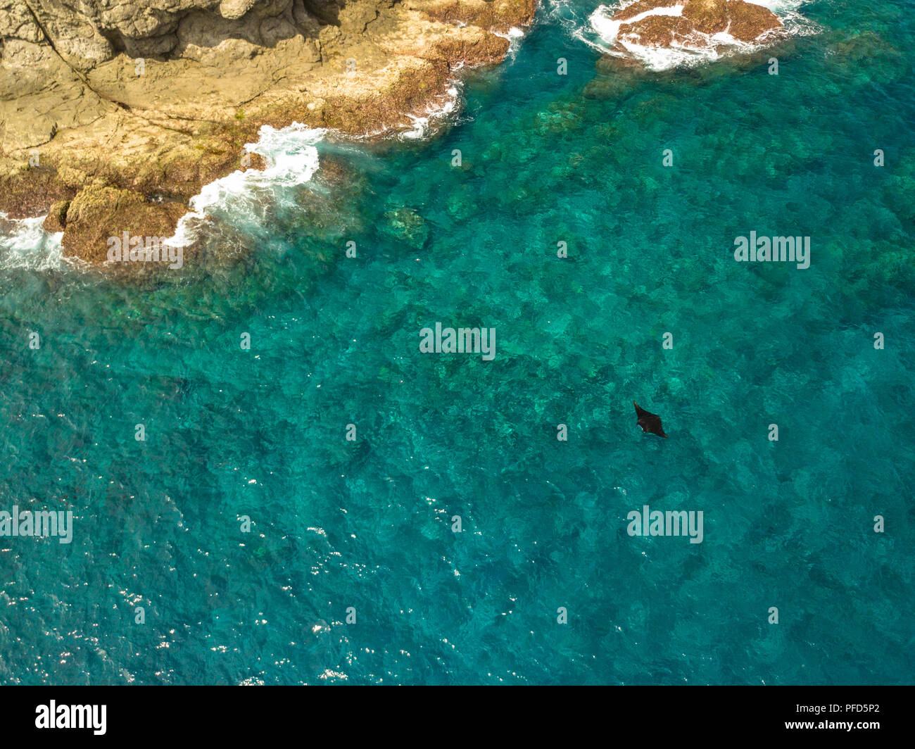 Drone foto di un reef manta ray alimentando in corrispondenza della superficie di fondale basso accanto ad una piccola isola a 'Manta Alley' nel Parco Nazionale di Komodo, Indonesia Foto Stock