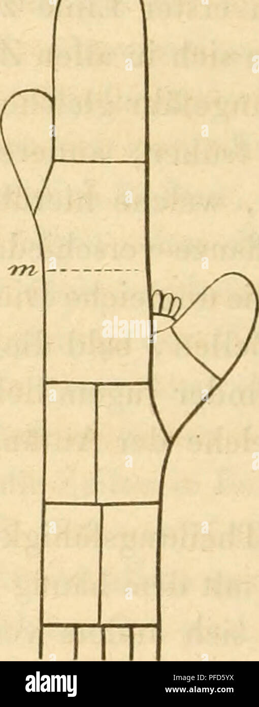. Das Mikroskop, Theorie und Anwendung desselben. Microscopi. Fig. 231 Fig. 232. In Fig. 231 beobachtet man schon an den jüngsten Gliederzellen Andeutungen der Verästlung. Die Aeste werden nach unten von Glied zu Glied grösser und die Gliederzellen selbst etwas länger und dicker, ohne dass neue Scheidewände zwischen den Aesten gebildet wür- den. Hier findet anche keine Theilung der Gliederzellen des Stammes statt. Dasselbe Gesetz gilt auch, wie sich aus der stetigen Längenzunahme der Glieder und der eben così stetigen Dickenzunahme der Scheidewände ergiebt, für sämmtliche Aeste. In Fig. 232 (Tha Foto Stock