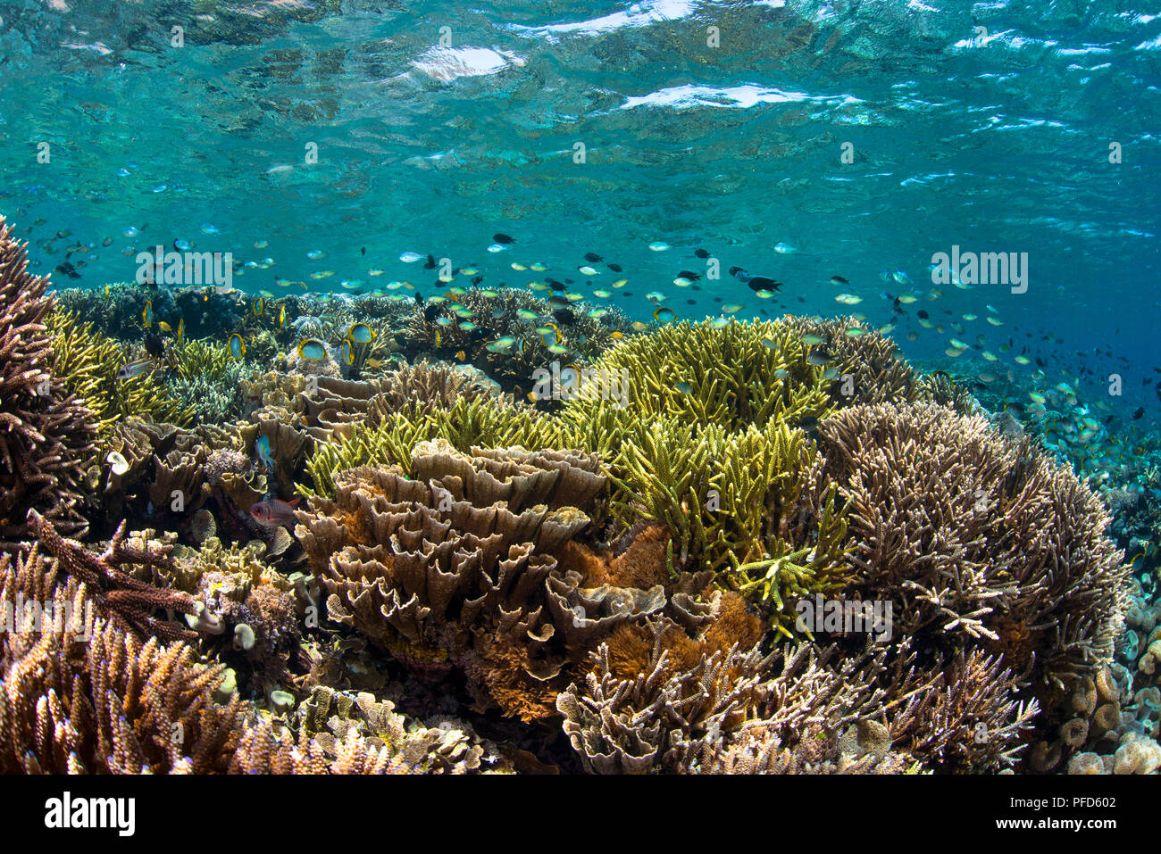 Incontaminato, bella e poco profonda Coral reef in acqua chiara con molte castagnole & butterflyfish. Parco Nazionale di Komodo, Indonesia Foto Stock