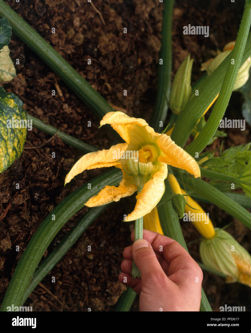 Mano-impollinazione di zucca gialla impianto premendo il fiore maschio sul fiore femmina Foto Stock