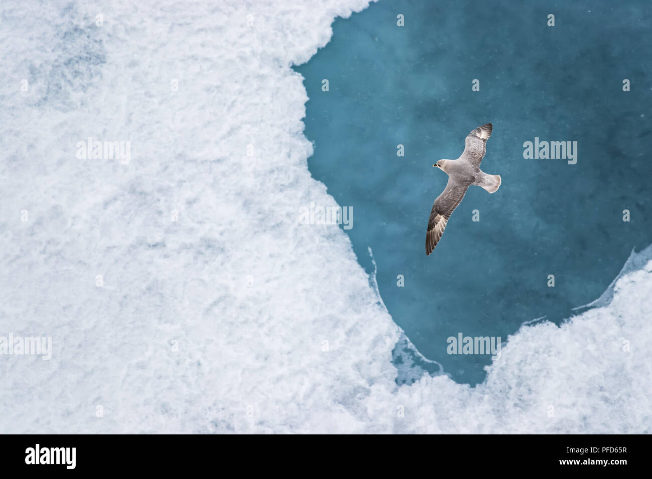 Una capacità parassita jaeger - Arctic Skua (Stercorarius parasiticus) volare sopra il ghiaccio nell'Oceano Artico a 82 gradi Nord e 022 gradi a est. Foto Stock