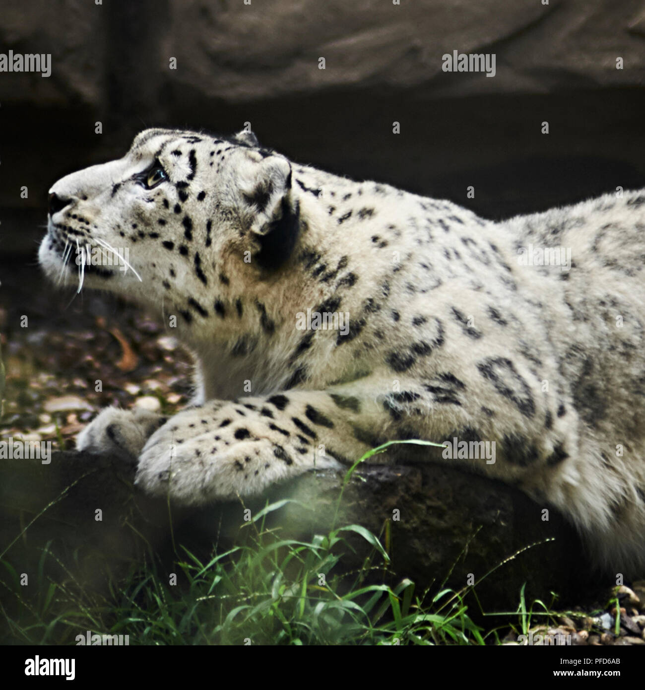 Baby snow leopard a giocare con la sua madre guardando su. Foto Stock