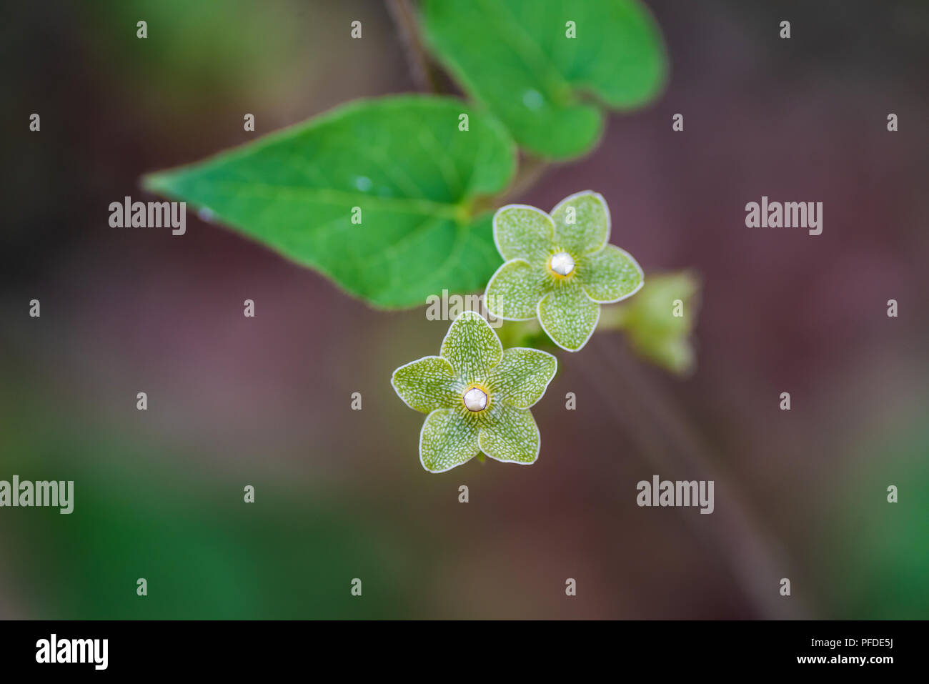 Pearl Milkweed, pianta ospite per la farfalla monarca Foto Stock