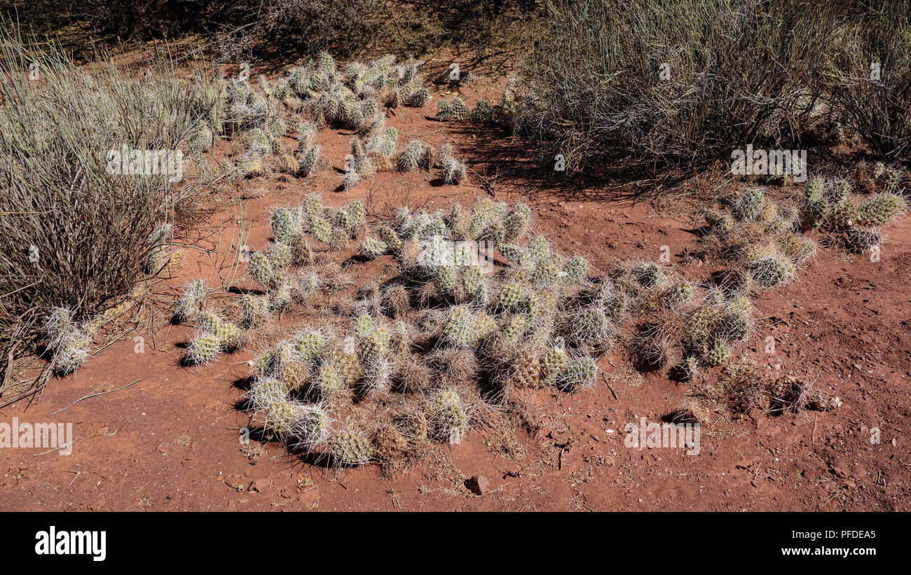 Cactus e spettacolari formazioni rocciose nella Quebrada Palmira e canyon del Inca, vicino a Tupiza, Bolivia Foto Stock