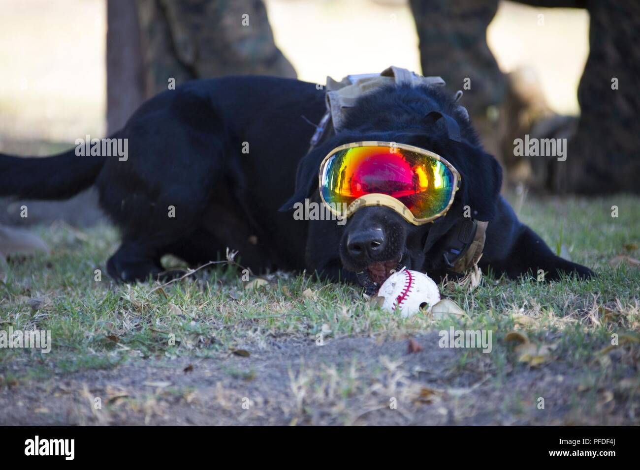 Pow, una ricerca specializzata cane con l'elemento di comando del XIII Marine Expeditionary Unit (MEU), mastica una palla mentre sporting il suo occhio protezione durante le operazioni di evacuazione di un centro di controllo esercitazione a forze congiunte Training Base - Los Alamitos, California, 3 giugno 2018. L'Essex anfibio gruppo pronto (ARG) e xiii MEU stanno conducendo la formazione composita dell'Unità Esercizio (COMPTUEX), l'esercizio finale prima della unità' imminente distribuzione. Questo esercizio convalida la ARG/MEU del team capacità di adattarsi e di eseguire missioni in continua evoluzione e ambienti sconosciuti. Dopo il completamento della COMPTUEX, il 13 Foto Stock