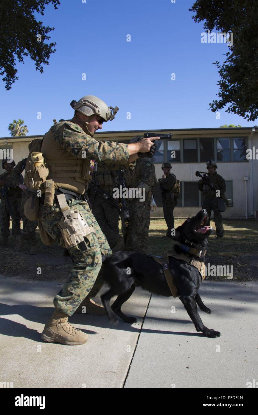 Stati Uniti Marine Sgt. Eric Seelin, un militare di cane da lavoro gestore con l'elemento di comando del XIII Marine Expeditionary Unit (MEU), pratiche tecniche con Pow, una ricerca specializzata cane con l'elemento di comando del XIII MEU, a forze congiunte Training Base - Los Alamitos, California, durante la fase di evacuazione del centro di controllo Esercitazione Giugno 3, 2018. L'Essex anfibio gruppo pronto (ARG) e xiii MEU stanno conducendo la formazione composita dell'Unità Esercizio (COMPTUEX), l'esercizio finale prima della unità' imminente distribuzione. Questo esercizio convalida la ARG/MEU del team capacità di adattarsi e di eseguire mi Foto Stock