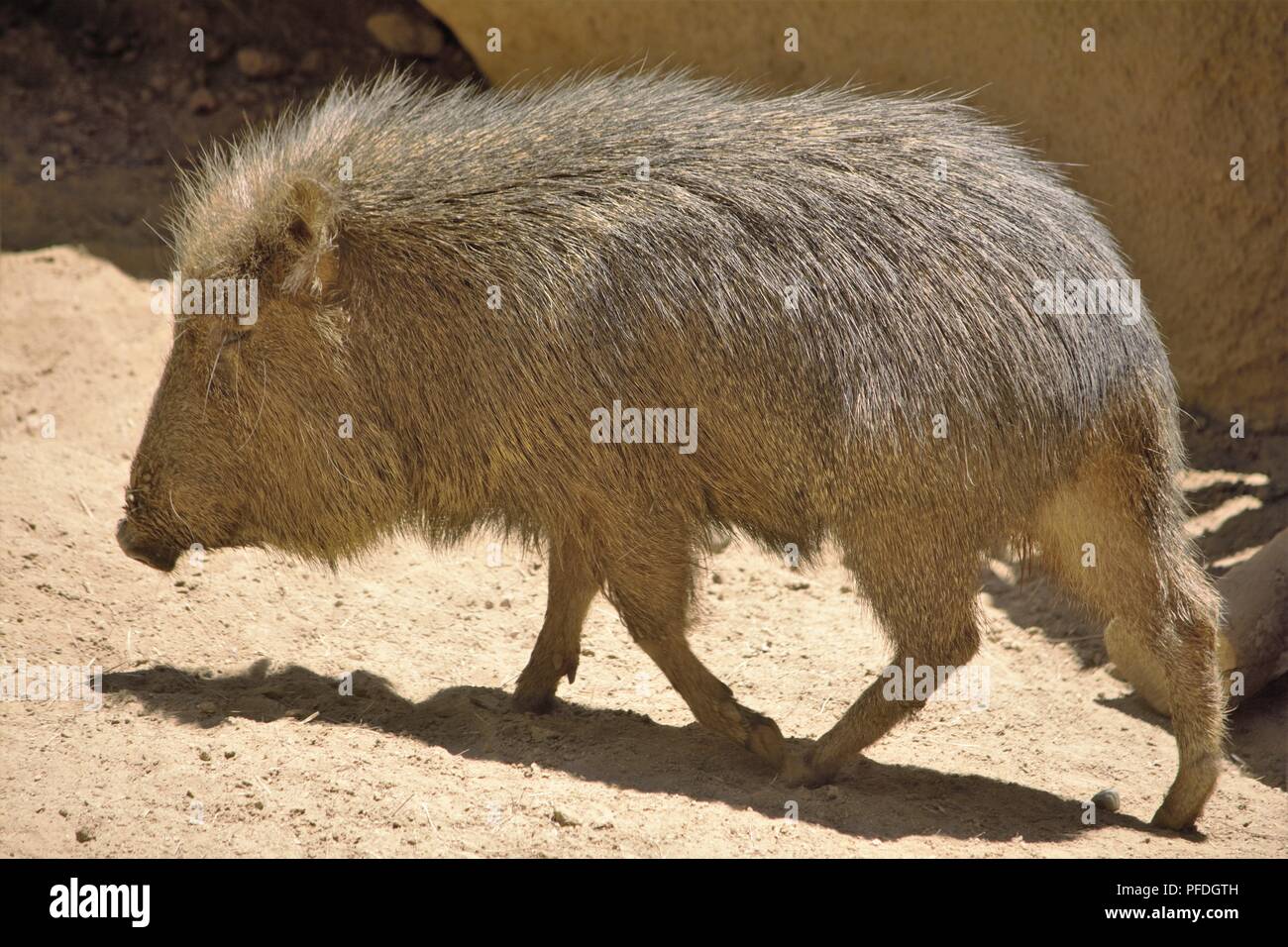 I pecari Chacoan; Catagonus wagneri Foto Stock