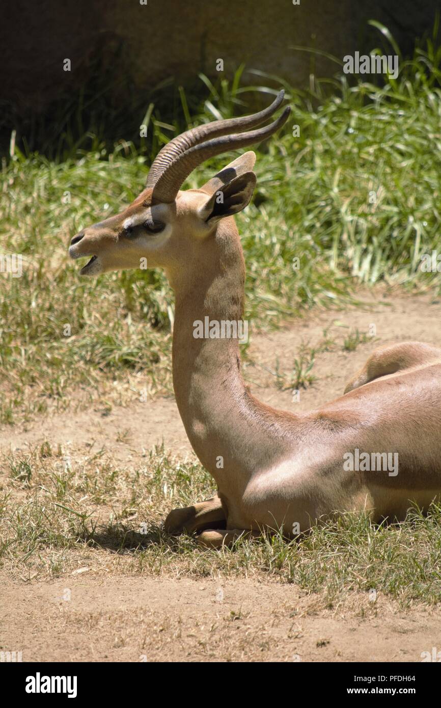 Gerenuk; Litocranius walleri Foto Stock