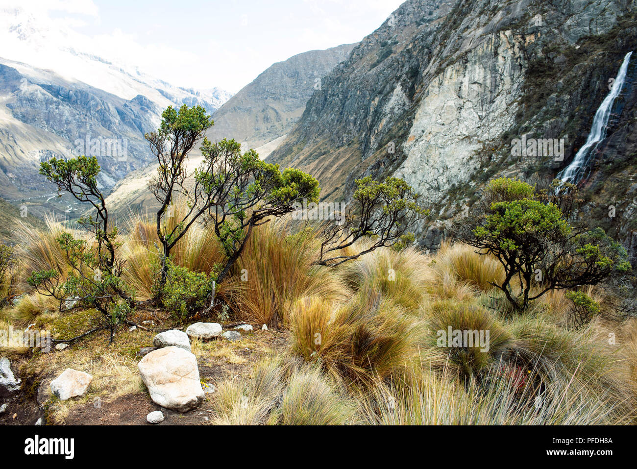 Tussock erba e arbusti nel Parco Nazionale del Huascaran con montagne e una piccola cascata. Cordillera Blanca, Chakraraju, Ancash Regione, Perù. Lug 2018 Foto Stock