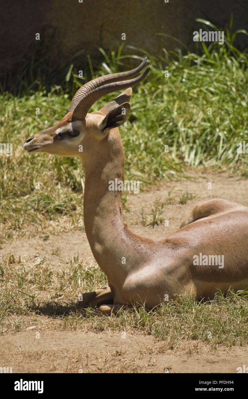 Gerenuk; Litocranius walleri Foto Stock