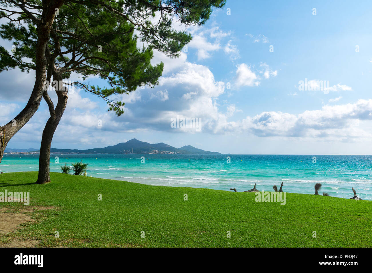 Maiorca Platja de muro Beach nella Baia di Alcudia con pino peccato maiorca isole baleari Spagna. Foto Stock