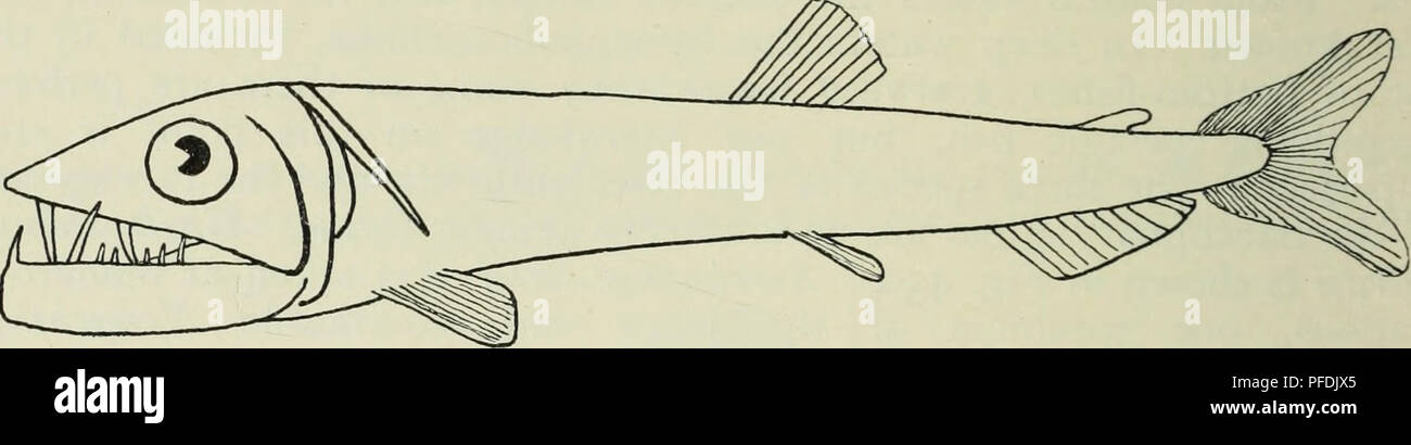 . La profondità dell'oceano; un conto generale della scienza moderna di oceanografia in gran parte basato su ricerche scientifiche del norvegese vaporizzatore Michael Sars nel Nord Atlantico. Oceanografia. Fig. 461. Myctophum (Diaphus) rafinesquei, Cocco. Nat. dimensioni, 7 cm. Bathypterois, ecc, che si riveleranno probabilmente ad essere bathypelagic forme, ma allo stato attuale delle nostre conoscenze rende questo semplicemente una congettura. Di interesse è la notevole (ormOmosudzs loweitaken su una linea lunga tra le isole Canarie e Azzorre (stazione 49 ; vedere Fig. 462). Questo sub-ordine. Fig. 462. Omosudis inferiori, Giinth. Nat Foto Stock