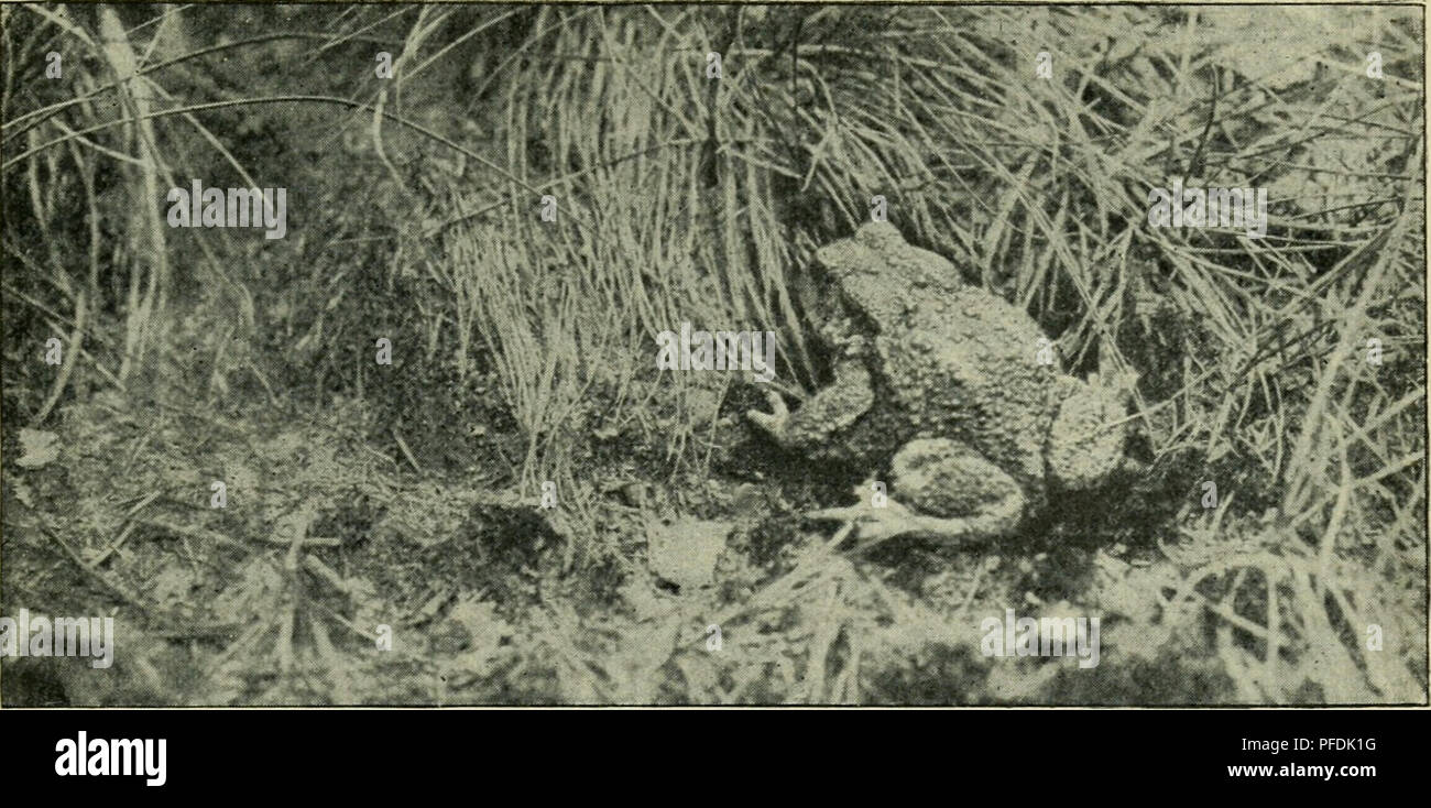 . Der deutschen Heimat und Kriechtiere Lurche. Rettili e anfibi. 153. Bufo vulgaris, Laur., Graue bildet Kröte, ist völlig harmlos und ohne alle schädlichen Folgen. Darum, lieber Leser, wirke auch du nach Kräften mit, dass jener krasse, uns wahrlich nicht zum lobo Unsinn dienende endlich einmal aus unserem Volke verschwinde! 2^ Die Graue, Gemeine oder ErdkrÖte, Bufo vulgaris^ Laur.^ ist die verbreitetste und häufigste unter ihren Geschwistern und steht auch in bezug auf die Grösse obenan. Denn sie wird 8 bis 12 cm lang und über- schreitet wohl auch einmal diese Grösse, während die Grüne onu Foto Stock