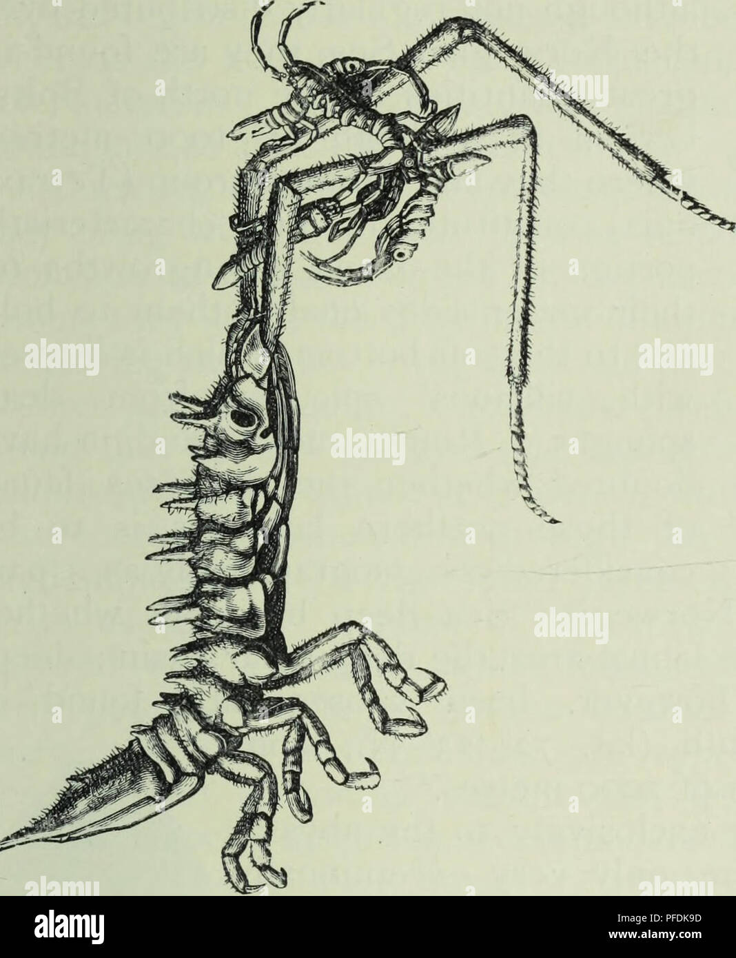. La profondità dell'oceano; un conto generale della scienza moderna di oceanografia in gran parte basato su ricerche scientifiche del norvegese vaporizzatore Michael Sars nel Nord Atlantico. Oceanografia. VIII INVERTEBRATI FAUNA inferiore 523 avente alette ; i suoi bracci sono uniti gli uni agli altri per tutta la loro lunghezza intera da un attacco di pelle. Il mare-dente (scaphopod), Siphonodentalium vitreum, è anche molto ampiamente distribuite in forma. Nel Mare di Norvegia bacino profondo oltre 2000 metri la fauna delle condizioni sembrano come una regola per essere meno favorevole per sviluppare- dell'* mento di un animale-vita aboundi Foto Stock