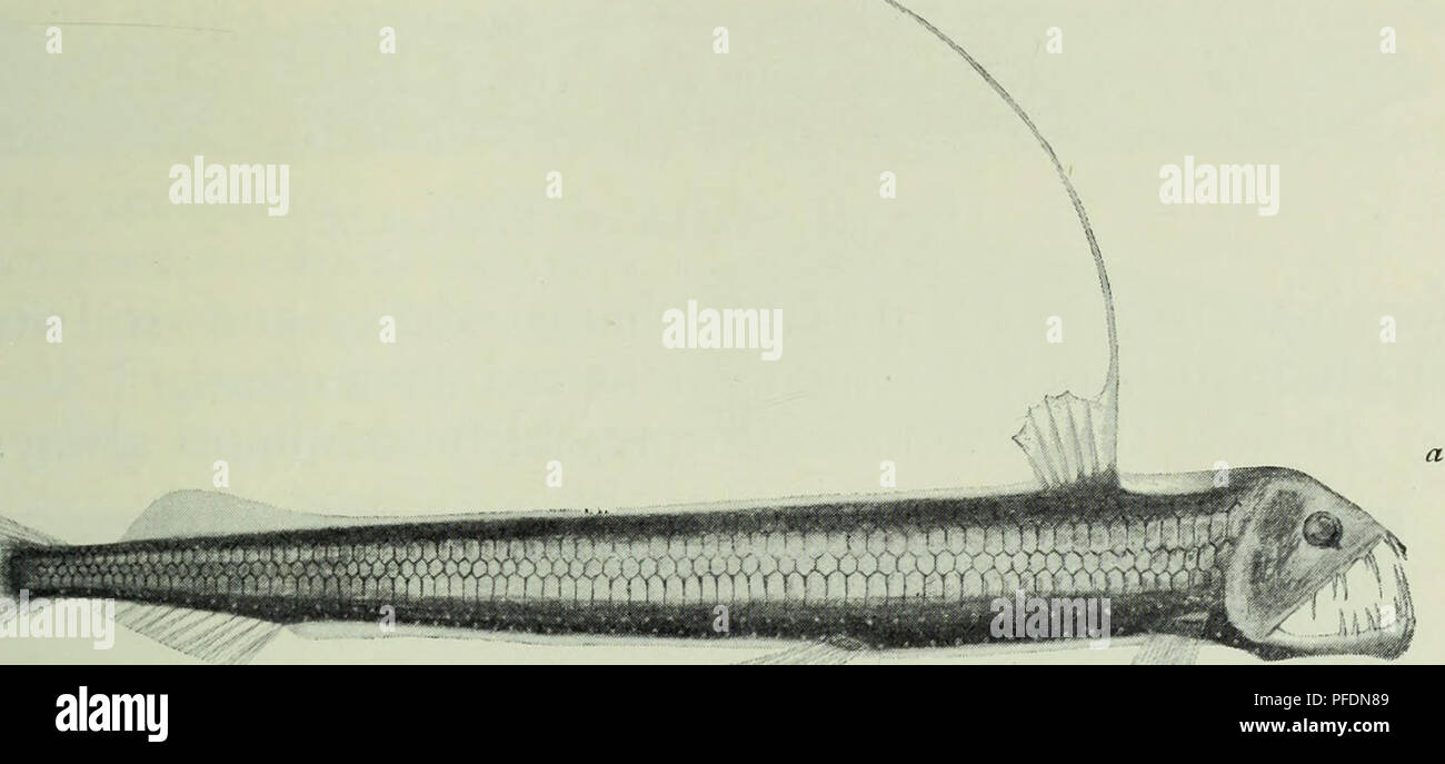 . La profondità dell'oceano; un conto generale della scienza moderna di oceanografia in gran parte basato su ricerche scientifiche del norvegese vaporizzatore Michael Sars nel Nord Atlantico. Oceanografia. Le crociere del "MICHAEL SARS 85 amphipod trasparente (Cystosoma), Velella, Cestum veneris, vita animale lanthina, Pterotrackea, Physalia e Glaucus atlanticus, erano profondità161* anche caratteristico. A una profondità di 300 metri giù per 500 metri pesci argenteo erano molto in evidenza. I più comuni di questi sono stati il piatto-. Si prega di notare che queste immagini vengono estratte dalla pagina sottoposta a scansione le immagini che potrebbero Foto Stock