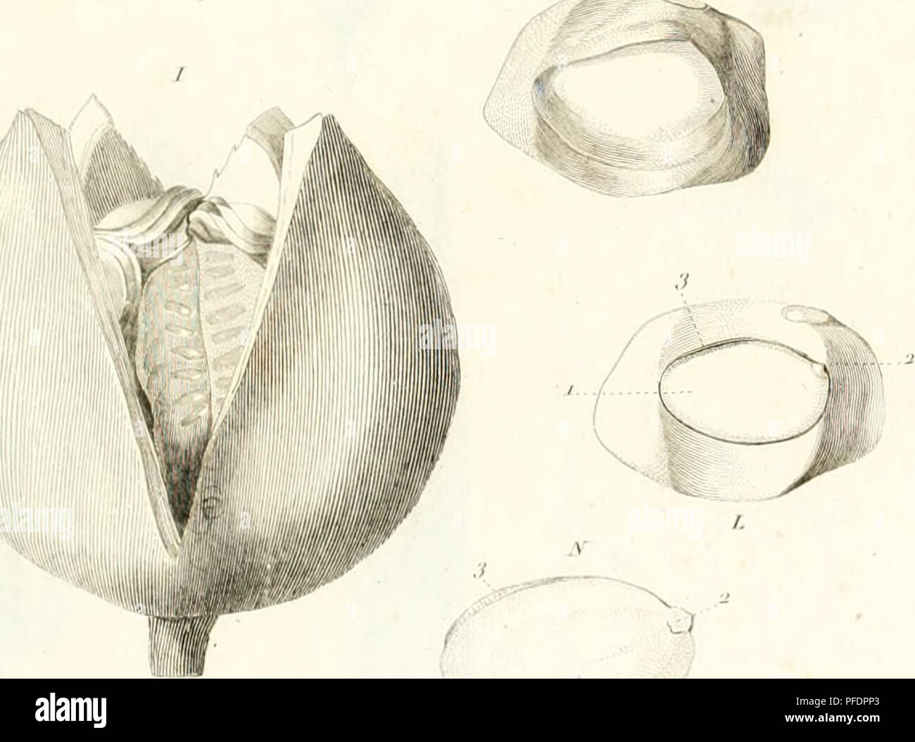 . De Orchideis Europaeis annotationes, praesertim ad generi dilucidanda spectantes. ToilW !>)â **% V^Aj I, . ^4 'fjd â M-^ n;^- Pl ur oo 'I I. Tal.. Ecco, :i4.. ///YA J'r/ir//a/rii. Si prega di notare che queste immagini vengono estratte dalla pagina sottoposta a scansione di immagini che possono essere state migliorate digitalmente per la leggibilità - Colorazione e aspetto di queste illustrazioni potrebbero non perfettamente assomigliano al lavoro originale. Richard, Louis-Claude, 1754-1821. Parisiis : Ex typ. A. Belin Foto Stock . De Orchideis Europaeis annotationes, praesertim ad generi dilucidanda spectantes. ToilW !>)â **% V^Aj I, . ^4 'fjd â M-^ n;^- Pl ur oo 'I I. Tal.. Ecco, :i4.. ///YA J'r/ir//a/rii. Si prega di notare che queste immagini vengono estratte dalla pagina sottoposta a scansione di immagini che possono essere state migliorate digitalmente per la leggibilità - Colorazione e aspetto di queste illustrazioni potrebbero non perfettamente assomigliano al lavoro originale. Richard, Louis-Claude, 1754-1821. Parisiis : Ex typ. A. Belin Foto Stock
