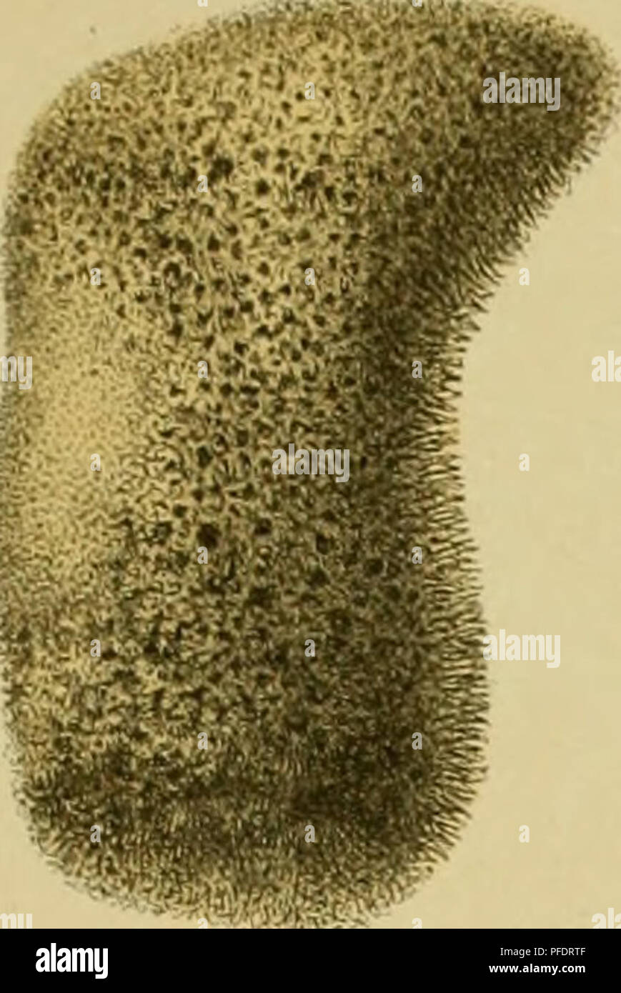 La spedizione norvegese del Mare del Nord (1876-1878), guidata da Henrik Mohn e G.O. SARS, esplorò la vita marina nel Mare di Norvegia e nelle regioni artiche. Questa ricerca scientifica ha avanzato la conoscenza degli organismi marini e degli ecosistemi nelle acque polari. Foto Stock