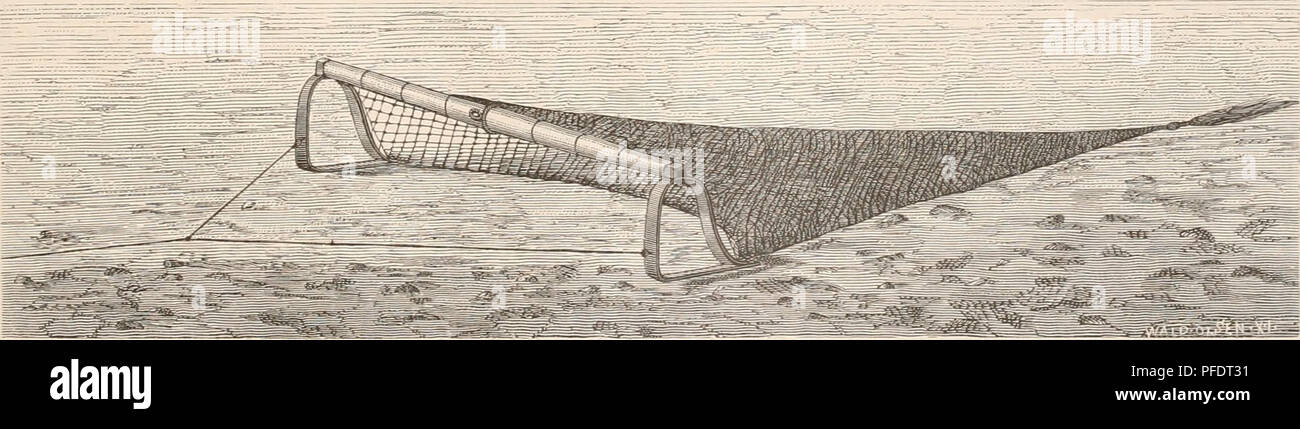 La spedizione norvegese del Mare del Nord (1876-1878) è stata una spedizione scientifica incentrata sugli animali marini e sugli studi zoologici nel Mare di Norvegia. Ha esplorato gli ecosistemi marini, raccogliendo dati sulle creature marine e sui loro adattamenti alle acque fredde. I risultati della spedizione aggiunsero una conoscenza significativa alla comprensione della vita marina artica e della biologia unica della regione. Foto Stock