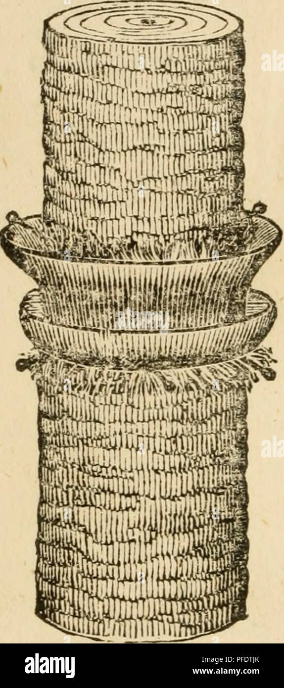 . Dennis' manuale di seta;. Bachi da seta. [Dal vecchio catalogo]; industria della seta. /. Dennis^ Brevetto JrJs migliorato metodo di prevenzione batteriosi vascolare Wor^ns, o altri In^ sette da crescente di frutta o altri alberi. La presente invenzione consiste di un CIRR.ular canale metallico, e tetto, realizzato in un unico pezzo di metallo, e sfenerally di piombo, e piegate in modo da conformarsi alla forma dell'albero^ e le estremità saldate insieme, in modo da apportare un trogolo com reparti- ly intorno all'albero, con un tetto su di esso e ha fatto così grande da lasciare un pollice tra il canale e la struttura ad albero, che consentirà la struttura ad albero per crescere cinque o dieci anni : Foto Stock