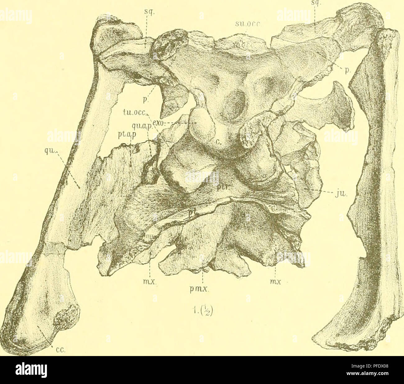 . Denkschriften - Österreichische Akademie der Wissenschaften. Franz Baron Kopcsajun:üinosaurievrosle Siebenbürgou aus. Tiif. IV.. Si prega di notare che queste immagini vengono estratte dalla pagina sottoposta a scansione di immagini che possono essere state migliorate digitalmente per la leggibilità - Colorazione e aspetto di queste illustrazioni potrebbero non perfettamente assomigliano al lavoro originale. Akademie der Wissenschaften in Wien. Mathematisch-Naturwissenschaftliche Klasse. Wien, New York, Springer Foto Stock