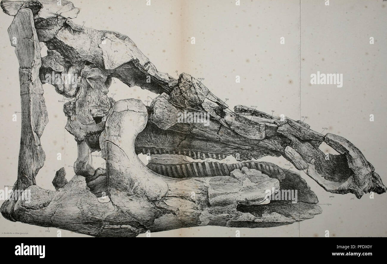 . Denkschriften - Österreichische Akademie der Wissenschaften. Franz Baron KopcsaJuniDinosaurierrestc aus Siebenbürgen. Tnr.I.. Swotoan n .|Nnt^Mulill&GT; .Uli .VnM vTU BQimwnrlh.WjB Denksohririen d. kais. Akad. d. Wiss. matli.nalunv. Classe Bd. I.: XTII.. Si prega di notare che queste immagini vengono estratte dalla pagina sottoposta a scansione di immagini che possono essere state migliorate digitalmente per la leggibilità - Colorazione e aspetto di queste illustrazioni potrebbero non perfettamente assomigliano al lavoro originale. Akademie der Wissenschaften in Wien. Mathematisch-Naturwissenschaftliche Klasse. Wien, New York, Springer Foto Stock