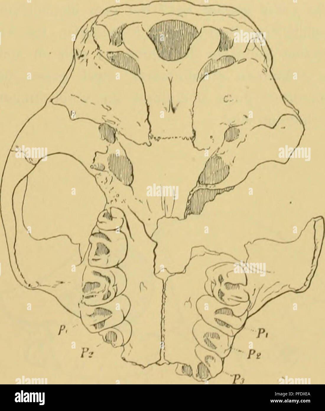 Questo lavoro dell'Accademia austriaca delle scienze presenta studi dettagliati sulla morfologia del cranio, incluso un confronto delle strutture facciali tra specie legate a Bradylemur. Lo studio offre informazioni sull'evoluzione e l'identificazione delle specie di primati. Foto Stock