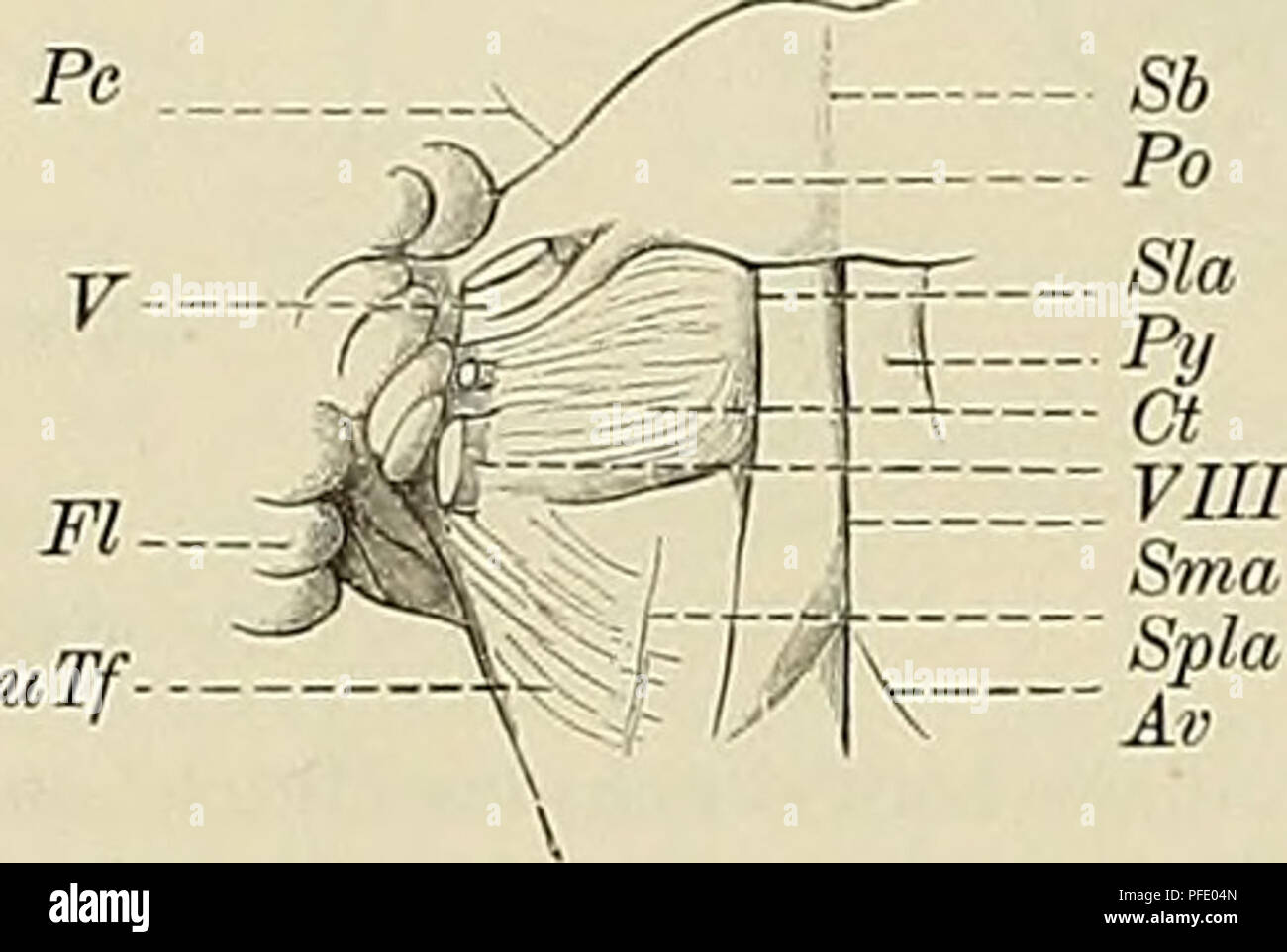 . Denkschriften der Medicinisch-Naturwissenschaftlichen Gesellschaft zu Jena. 8o Das Centralnervensystem der Monotremen und Marsupialier. Così schwankt zwischen 7 und 9 mm. Fossa und Fovea paramediana sind ebenso wie bei Macropus entwickelt. Auch die Furchung bietet nur geringfügige Unterschiede. Im Arbor vitae kann man dieselben 4 Aeste ohne Schwierigkeit unterscheiden. Der Obere hintere Ast hat auch hier den così sehr charakteristischen, nach vorn überhängendem Verlauf. Ich bezeichne ihn daher auch als Ramus impendens {Mi; vergl. Fig. 65). Die Fossa lateralis und paralateralis verhalten sich ebe Foto Stock