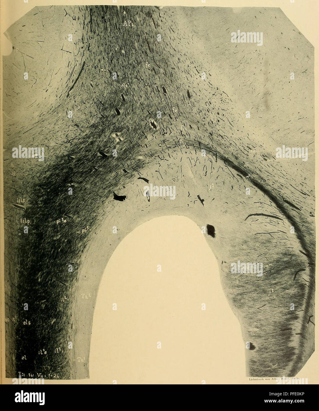 . Denkschriften der Medicinisch-Naturwissenschaftlichen Gesellschaft zu Jena. Beiträge zur Hirnfaserlehre. II. JEN. DENKSCHRIFTEN, Bd. XII. O. Vogt, Neurobiologische Arbeiten, 1. Serie, Bd. II, TAF. 53.. Lichtdruck von Albert Frisch, Berlino. Verlag von Gustav Fischer, Jena.. Si prega di notare che queste immagini vengono estratte dalla pagina sottoposta a scansione di immagini che possono essere state migliorate digitalmente per la leggibilità - Colorazione e aspetto di queste illustrazioni potrebbero non perfettamente assomigliano al lavoro originale. Medizinisch-naturwissenschaftliche Gesellschaft zu Jena. Foto Stock