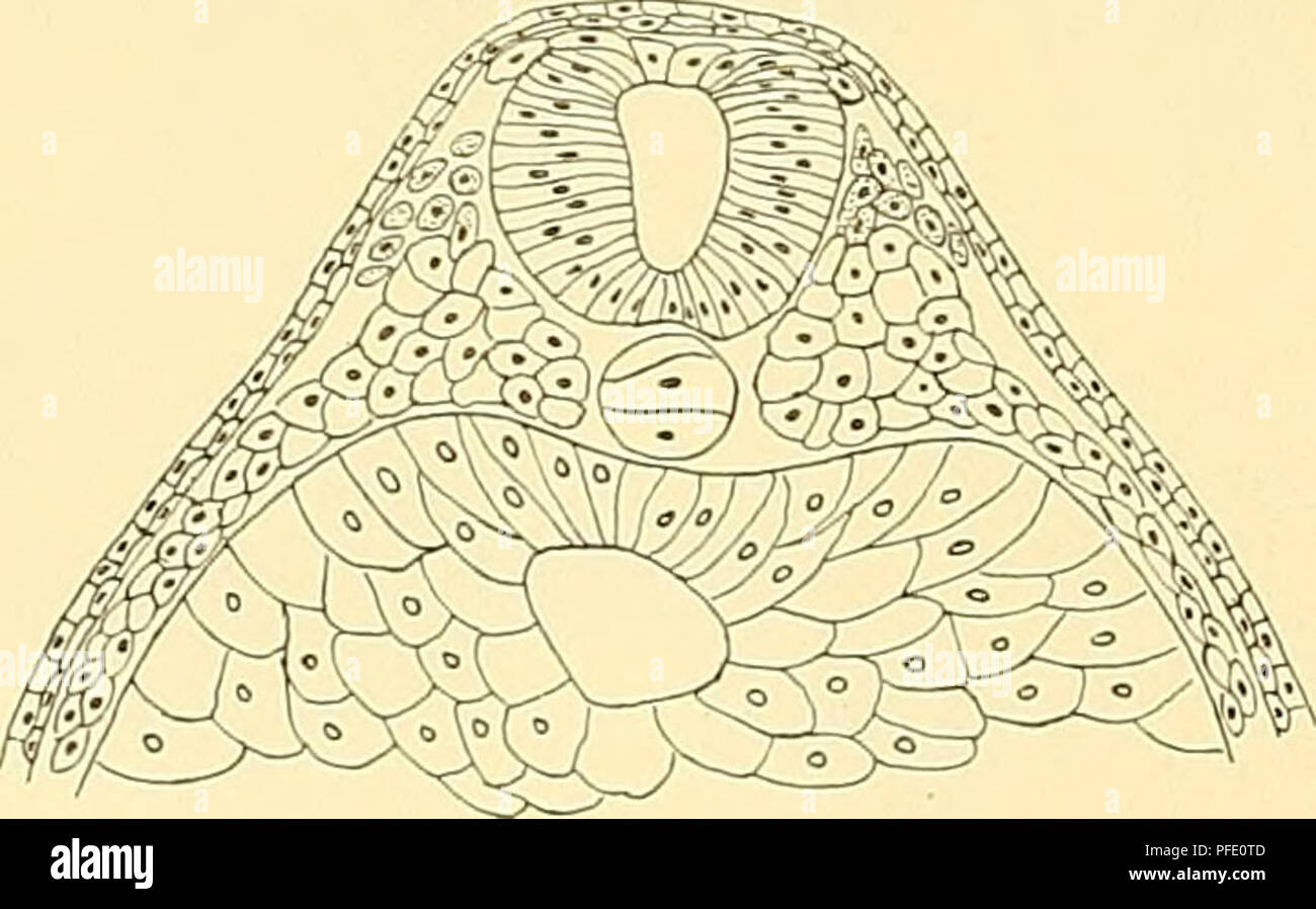 . Denkschriften der Medicinisch-Naturwissenschaftlichen Gesellschaft zu Jena. Fig. 84. Fig. 85. unvermittelt in das epitheliale Gefüge dieser seitlichen und vorderen Wandabschnitte über. Es wurde bereits oben darauf hingewiesen, dass die oberflächliche Entodermanlage der Dotterzellenmasse der ventralen Wand des Amphioxus-DiLrmes entspricht (vergl. Taf. LXXXI/LXXXII, Fig. ig-23 mit Fig. 7-13). Auch in der vor dem bereits in Abschnürung begriffenen Hörbläschen Regione gelegenen des embrioni es ist an den dorsomedialen Abschnitten des Mesoderms zur Abspaltung freier Mesodermzellen gekommen, die sic Foto Stock