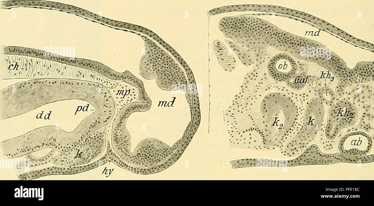 . Denkschriften der Medicinisch-Naturwissenschaftlichen Gesellschaft zu Jena. Fig. 13. Fig. 14.. abX Fig. 12. Querschnitt durch den Kopf unmittelbar vor dem oralen Ghordaende. Ceratofois-Stadium 32. ab Augenblase, ggl Ganglienleiste, glg ganglio Gasseri, mes mesoderma, nh Nachhirn, vh Vorderhirn. Fig. 13. Sagittalschnitt durch einen Ceratodits-Embryo im Stadium 34-35. eh Chorda, dd Darm, hy Hypophysenanlage, k I. Kiemenbogen (Mandibularbogen), md Hirn, mp Mittelplatte, pd präoraler Darm. Fig. 14. Lateraler Sagittalschnitt durch das Stadium 34-35 (embrione derselbe wie in Fig. 13). ab Augenblase, Foto Stock