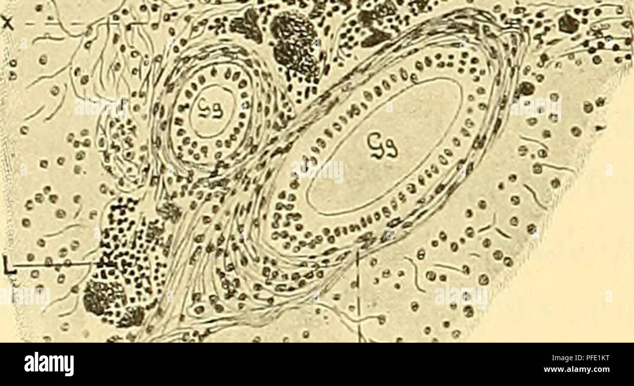 Questo articolo della Jena Medical-Natural Science Society delinea la struttura dettagliata del fegato nel pesce preistorico Ceratodus forsten. Esplora la relazione tra il tessuto linfoide e i vasi sanguigni nell'anatomia epatica di questa specie. Foto Stock