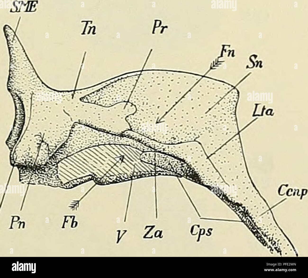 . Denkschriften der Medicinisch-Naturwissenschaftlichen Gesellschaft zu Jena. Fig. 6. Caudalansicht der Schädelvorder- wand (I Stad.). Basaltheil fehlt, linke Hälfte nicht dargestellt. Knorpel gekörnt. 7Io "^t- Gr. Zeichnung. Crg crestato galli bezw. Mesethmoid, Fr frontale, Lc Lamina cribrosa bezw. Exeth- Enden auf der Lamina, deren Unterrand im Bogen um die mem- moid, PI Processus lateralis, Pjil Processus paralateralis, SME Spina raesethmoidalis. brana tympani zieht. In der Trommelfellebene ruht das Manubnum des Malleus (Fig. l, 3, 12-14 M3I), der selbst grüsstentheils knorpelig, mit sein Foto Stock