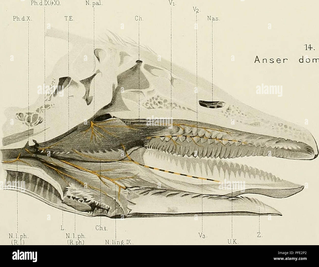 . Denkschriften der Medicinisch-Naturwissenschaftlichen Gesellschaft zu Jena. 13. N.paH+Vz). Alligatore scierops. Ph.d.K(TX). N.pal. Ph.d.X. Ho T.E. La Anser domesticus.. Bender uVierling |ez. (R.ph) N.lin|.K. Verlag V. Gustav Fischer, Jena. Litli.Ansi.v K.Vesser,Ji;n. Si prega di notare che queste immagini vengono estratte dalla pagina sottoposta a scansione di immagini che possono essere state migliorate digitalmente per la leggibilità - Colorazione e aspetto di queste illustrazioni potrebbero non perfettamente assomigliano al lavoro originale. Medizinisch-naturwissenschaftliche Gesellschaft zu Jena. Foto Stock