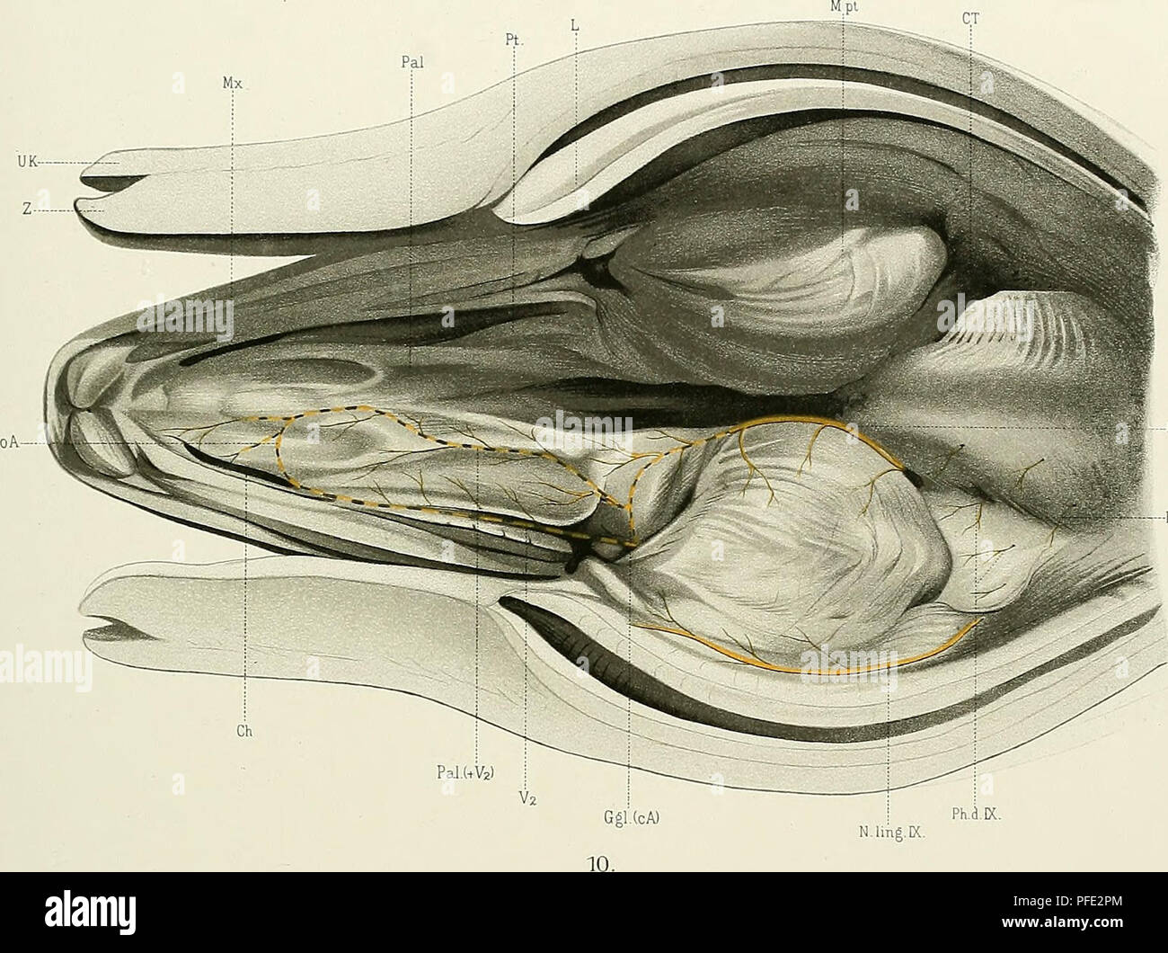 . Denkschriften der Medicinisch-Naturwissenschaftlichen Gesellschaft zu Jena. O.ßender, Schlemhautnerven des Facialis etc JEN. DENKSCHRIFTEN, Bd.W. Semoii,Forschungsreisen,Bd.IV. Taf.XW.. N.pal. Ph.d.X.. Ph.d.lX.f+X). Si prega di notare che queste immagini vengono estratte dalla pagina sottoposta a scansione di immagini che possono essere state migliorate digitalmente per la leggibilità - Colorazione e aspetto di queste illustrazioni potrebbero non perfettamente assomigliano al lavoro originale. Medizinisch-naturwissenschaftliche Gesellschaft zu Jena. Foto Stock