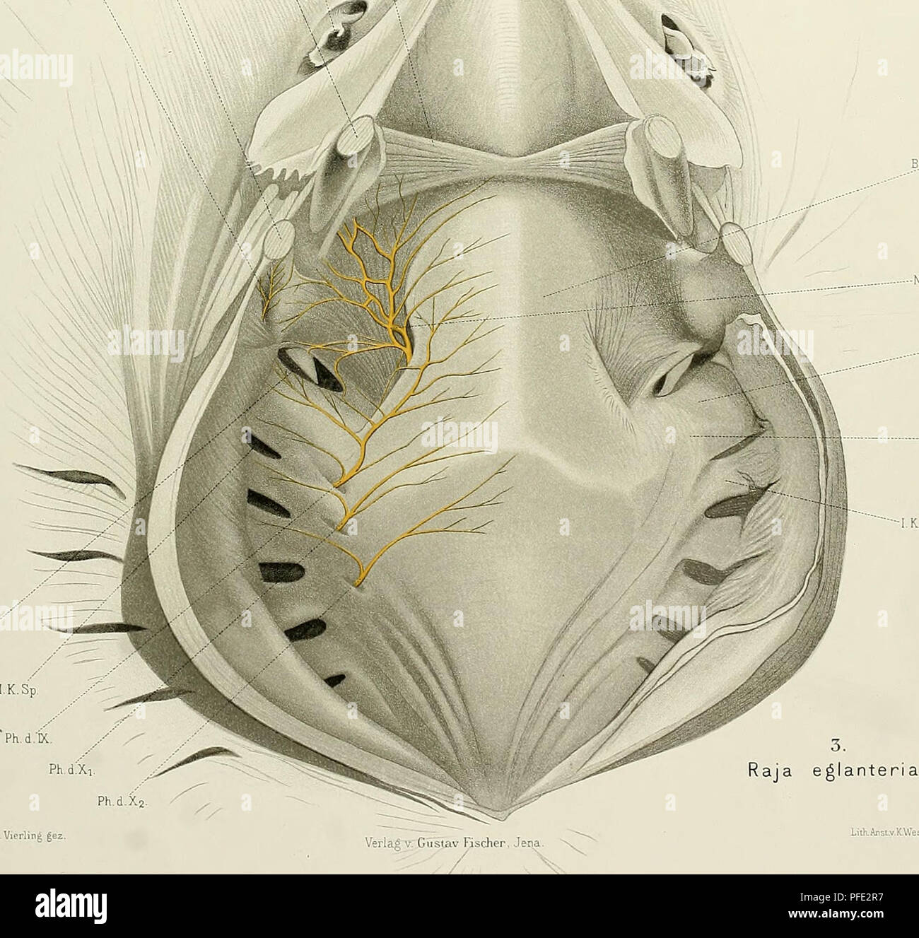 . Denkschriften der Medicinisch-Naturwissenschaftlichen Gesellschaft zu Jena. JEN.DENKSCHRIFTEN. Bd.VD. O.Bender, Schleimhautnerven des Facialis ecc. Semon, Forschungsreisen, Bd.IV. Taf. XXL U.K. R.mand.int.vn. Muc Med è stato. O.K. Spir.. Bas. PI. Bender u Viorlin^ gez N.pal. d. Hy. egianteri a. Liih.ArsLvK.Wesser,Jeiia.. Si prega di notare che queste immagini vengono estratte dalla pagina sottoposta a scansione di immagini che possono essere state migliorate digitalmente per la leggibilità - Colorazione e aspetto di queste illustrazioni potrebbero non perfettamente assomigliano al lavoro originale. Medizinisch-naturwissenschaftliche Gesellschaft zu Jena. Foto Stock