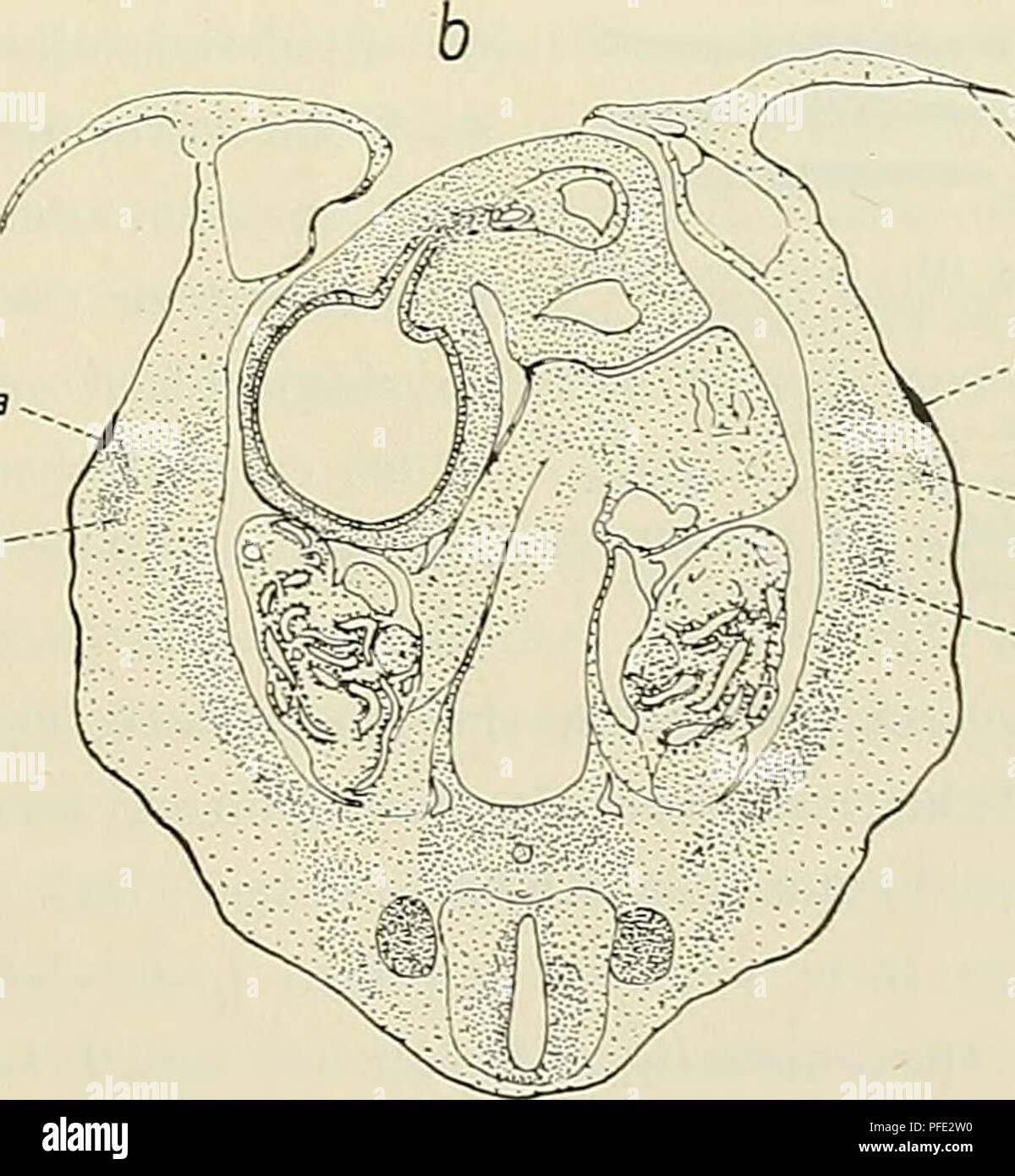 . Denkschriften der Medicinisch-Naturwissenschaftlichen Gesellschaft zu Jena. '-Hm hm -. --Hm Fig. IIa und b. Schnitte durch den Rumpf des embrioni 42 in der Höhe der Primäranlagen. Vergr. 35:1. am Amnion, hm Anlage der Hautmusculatur, TNA Primäranlage, sm Anlage der Stammmusculatur. Durchmustert uomo in der vorliegenden Serie die durch die zwischen den beiden Extremitätenpaaren gelegene Rumpfpartie geführten Schnitte, così zeigt sich bald (18 Schnitte) hinter dem Anschnitt letzten der rechten vorderen Extremität jederseits in der sonst durchaus gleichförmigen Bauchhaut eine Ver- dickung der Epide Foto Stock