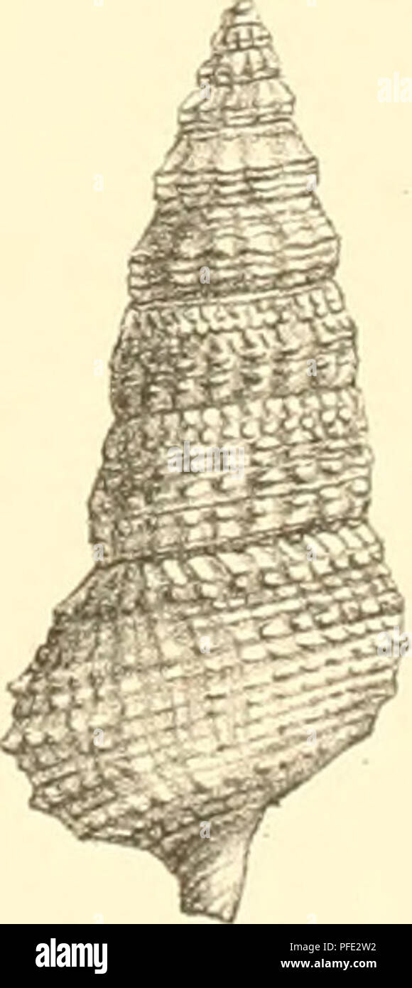 . Denkschriften der Kaiserlichen Akademie der Wissenschaften, Mathematisch-Naturwissenschaftliche Classe. . A. Swoboda lith. Druck v. Un, Berger, Wien, VIII ; Denkschriften d. kais. Akad. d. Wiss. math.-naturw. Clas.se, Bd.LXXETL.. Si prega di notare che queste immagini vengono estratte dalla pagina sottoposta a scansione di immagini che possono essere state migliorate digitalmente per la leggibilità - Colorazione e aspetto di queste illustrazioni potrebbero non perfettamente assomigliano al lavoro originale. Kaiserl. Akademie der Wissenschaften in Wien. Mathematisch-Naturwissenschaftliche Klasse. Wien : aus der Kaiserlich-K©niglichen Hof- und Staatsdruck Foto Stock