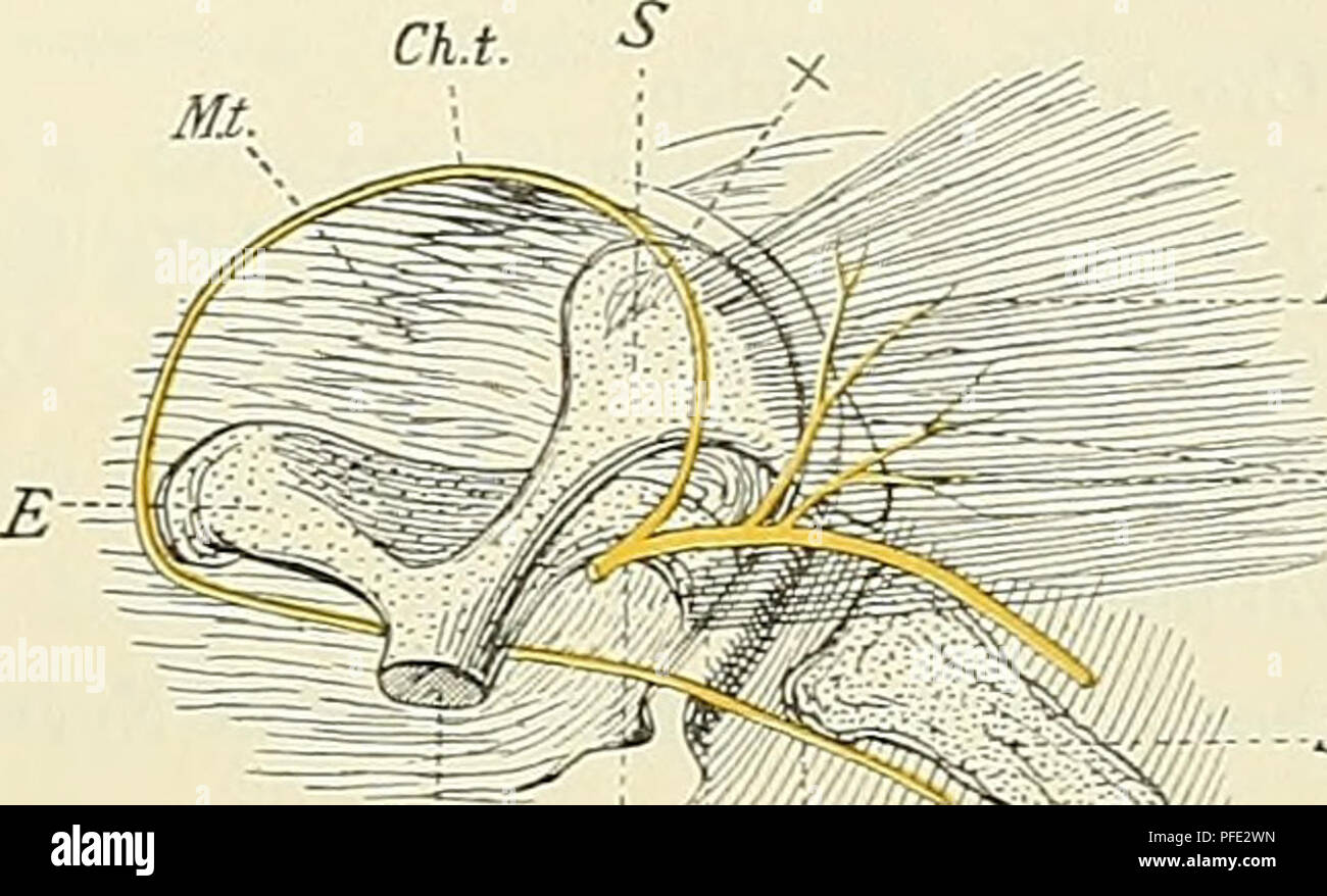 . Denkschriften der Medicinisch-Naturwissenschaftlichen Gesellschaft zu Jena. Fig. 16. Rechte PaukenhÃ¶hle von AUigafor seeUrops von oben. Dach der Pauke und des Recessus tym- panicus weggenommen, Canalis oss. quadrati erÃ¶ffnet. Ramus recurrens und R. communicans externus ent- fernt. D. Quadratum; Oce. Occipitale laterale; M.T. Membrana t3'mpani; Co. Columella; E.Co. Extracolu- mella; X Suprastapediale durchschnitten; Muse.st. Mus- culus stapedius; VII Facialis; Ch. t. Chorda tympani.. ^ Jl/usc.si. -Rr.Musc. St.h. 177 / "â ""asss" Ch. ,/  "M0/ Fig. 17. Rechtes Trommelfell Foto Stock