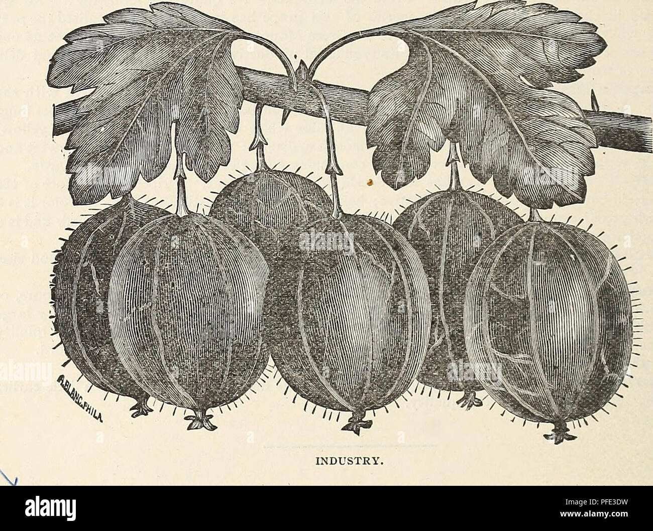 . Catalogo descrittivo della Jewell Vivaio Co. Vivaio Minnesota cataloghi; piante ornamentali, Cataloghi Cataloghi di frutta; fiori cataloghi. 26 IL JEWELL vivaio della società Houg'llton's Seedling.-A di medie dimensioni, varietà americana che porta abbondanti e E^ular colture, e mai muffe. Frutto liscio, rosso, tenero e molto buona. Molto prezioso. American.-molto ardito; la bussola è un lento coltivatore. Frutto di medie, rosso, molto produttiva. ^trasparente.-nuovo, molto ardito. Btishes di forte e vigorosa, di crescita e di maturazione precoce ftuiting, porta abbondanti]j bacche quasi grande come Downing, pallido verdastra c Foto Stock