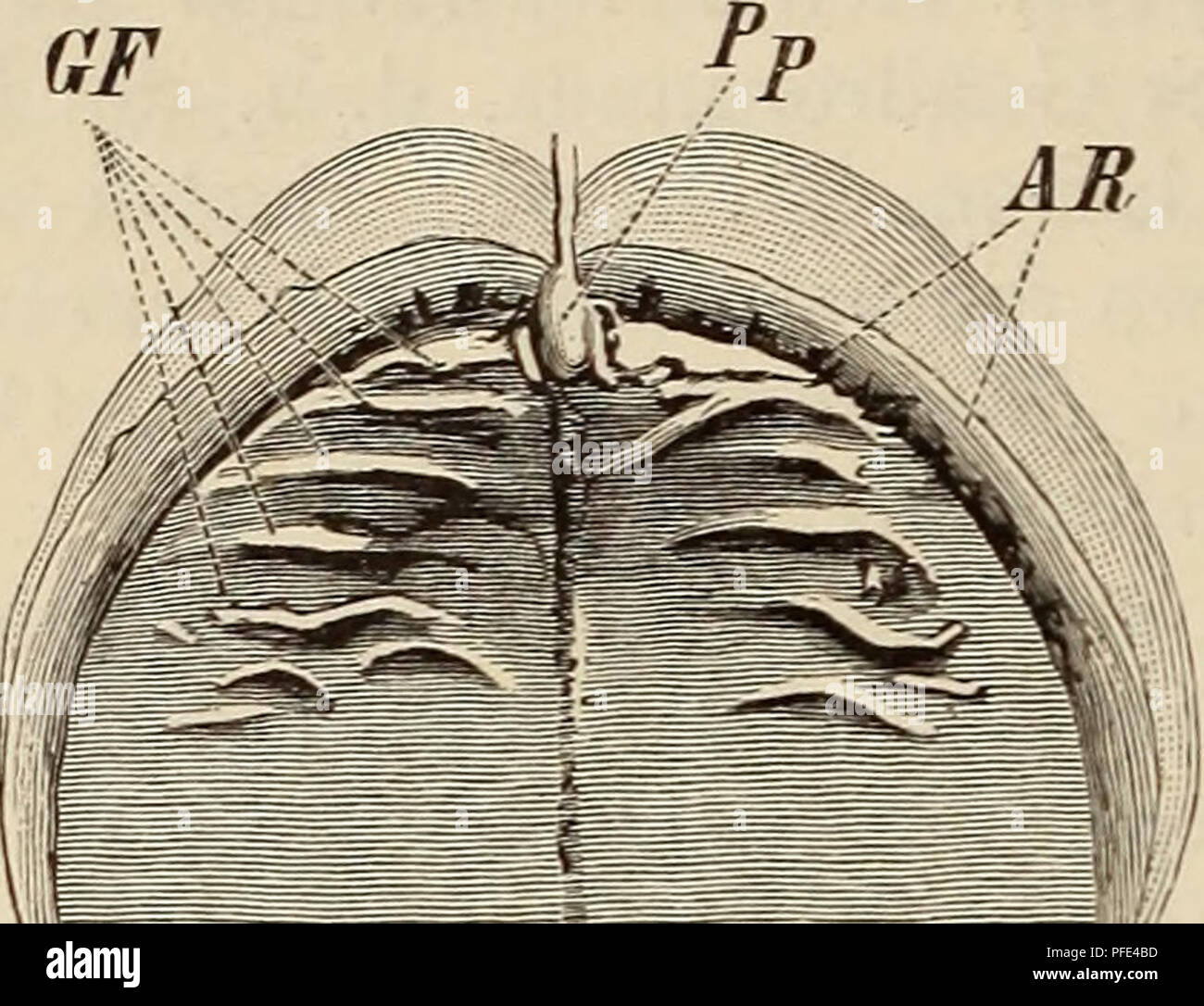Questa immagine raffigura uno studio anatomico comparato, incentrato sul tratto digerente umano. Mostra lo sviluppo di un embrione al quinto mese, illustrando caratteristiche anatomiche chiave come la cresta alveolare e le pieghe palatali. L'illustrazione fa parte di una più ampia esplorazione dell'evoluzione umana e dello sviluppo anatomico. Foto Stock