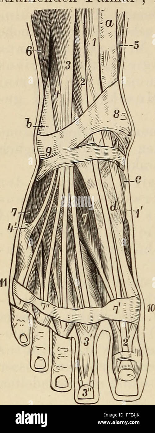 Questo lavoro esplora l'anatomia umana comparata, concentrandosi sul sistema muscolare e sullo sviluppo di muscoli e tendini. Fornisce diagrammi che illustrano l'anatomia umana, in particolare la muscolatura degli arti inferiori e il suo significato evolutivo. Foto Stock